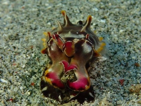 Flambuoyant This is a juvenile Flambuoyant Cuttlefish - Metasepia pfefferi.
Cuttlefishes are not real fishes but cephalopod.
The Flambuoyant Cuttlefish is probably the most beautiful/colourful cuttlefish.
Not only are they able to change their colours, but also can change part of the shape of their body and when they are moving, they 'flash' their colours constantly, with the flashing moving from the head to the tail of the body.
The tentacles are of flashy colour of purple and yellow, making it looks like a flower.
Their colours indicates they are poisonous, with their flesh containing unique acids which is poisonous for consumption.
They can grow up to 8 cm in size and this one is just a juvenile, around 2 cm in size. Geotagged,Metasepia pfefferi,Pfeffer's flamboyant cuttlefish,Philippines,Summer