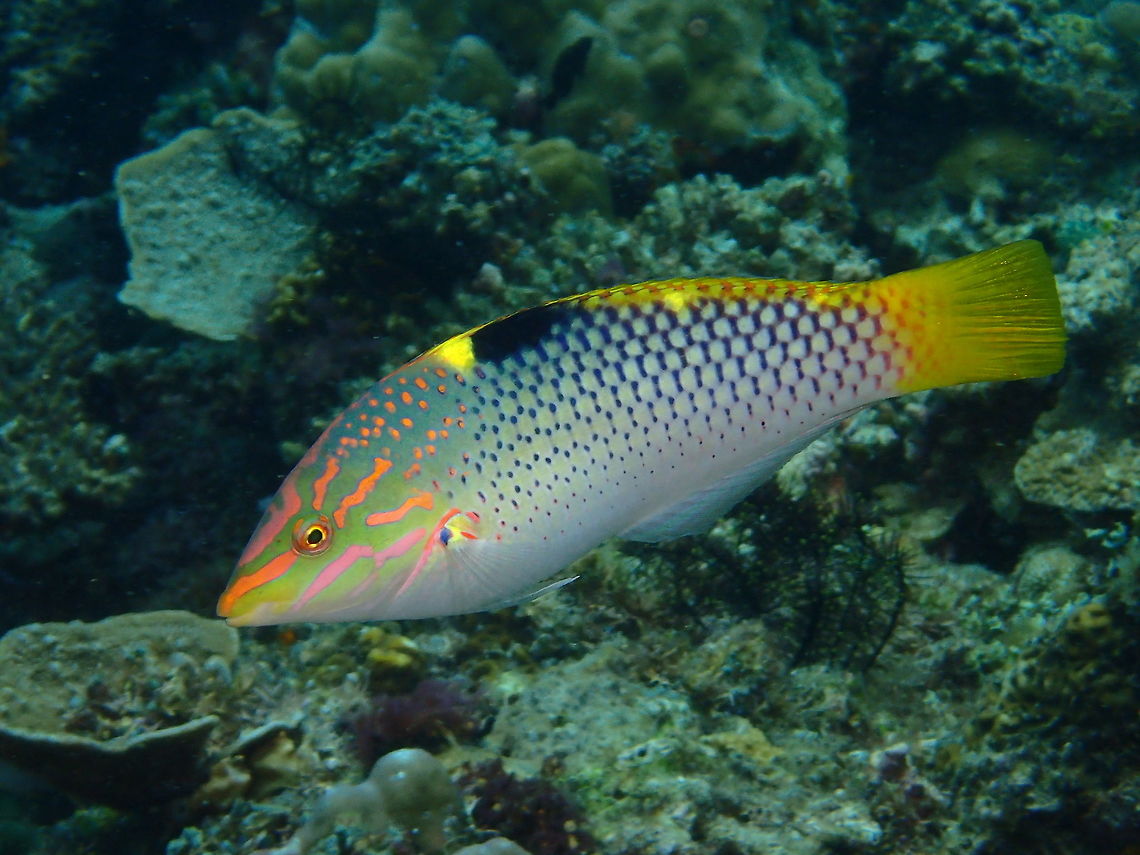 Checkerboard Wrasse Beautiful and colourful Checkerboard Wrasse - Halichoeres hortulanus, named for the checkerboard markings on its body.<br />
Nice pink markings on the face/head and yellow on the tail. Anilao,Batangas,Checkerboard wrasse,Geotagged,Halichoeres hortulanus,Philippines,Summer