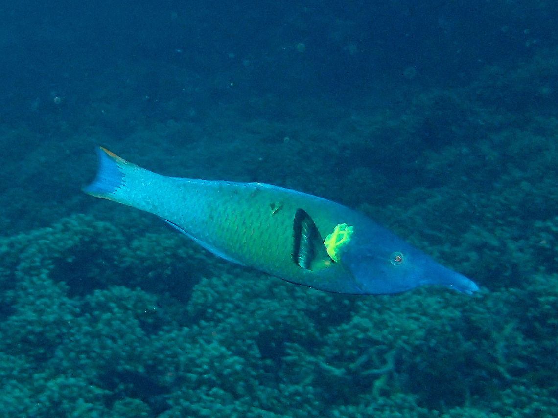 Long Nose This Bird or Long Nose Wrasse - Gomphosus varius has a unique long snout for its mouth. Anilao,Batangas,Bird Wrasse,Blue Green Bird Wrasse,Geotagged,Gomphosus varius,Long Nose Wrasee,Philippines,Summer,Wrasse
