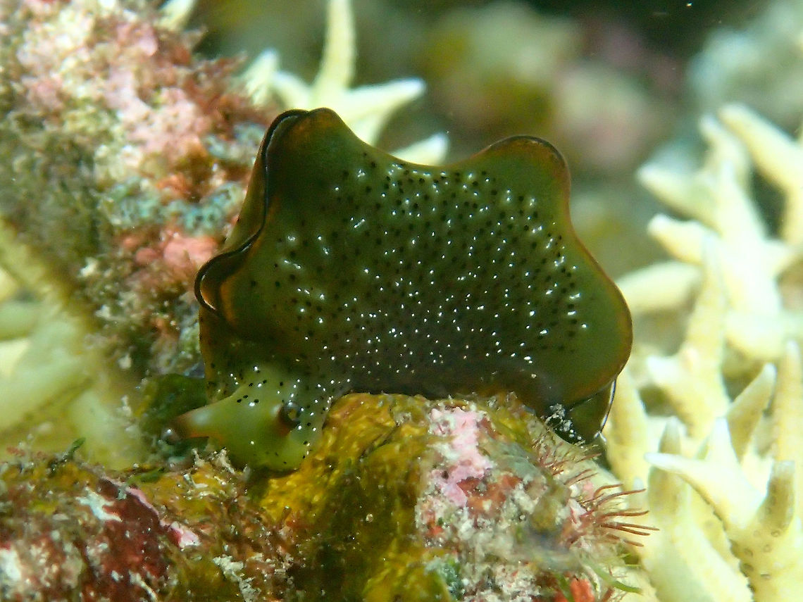 Ornate Sea Slug - Elysia marginata This Ornate Sea Slug - Elysia marginata can be variable in colours but they have the black and orange margins.<br />
This one has white spots on green body. Anilao,Batangas,Elysia marginata,Geotagged,Ornate leaf slug,Philippines,Summer
