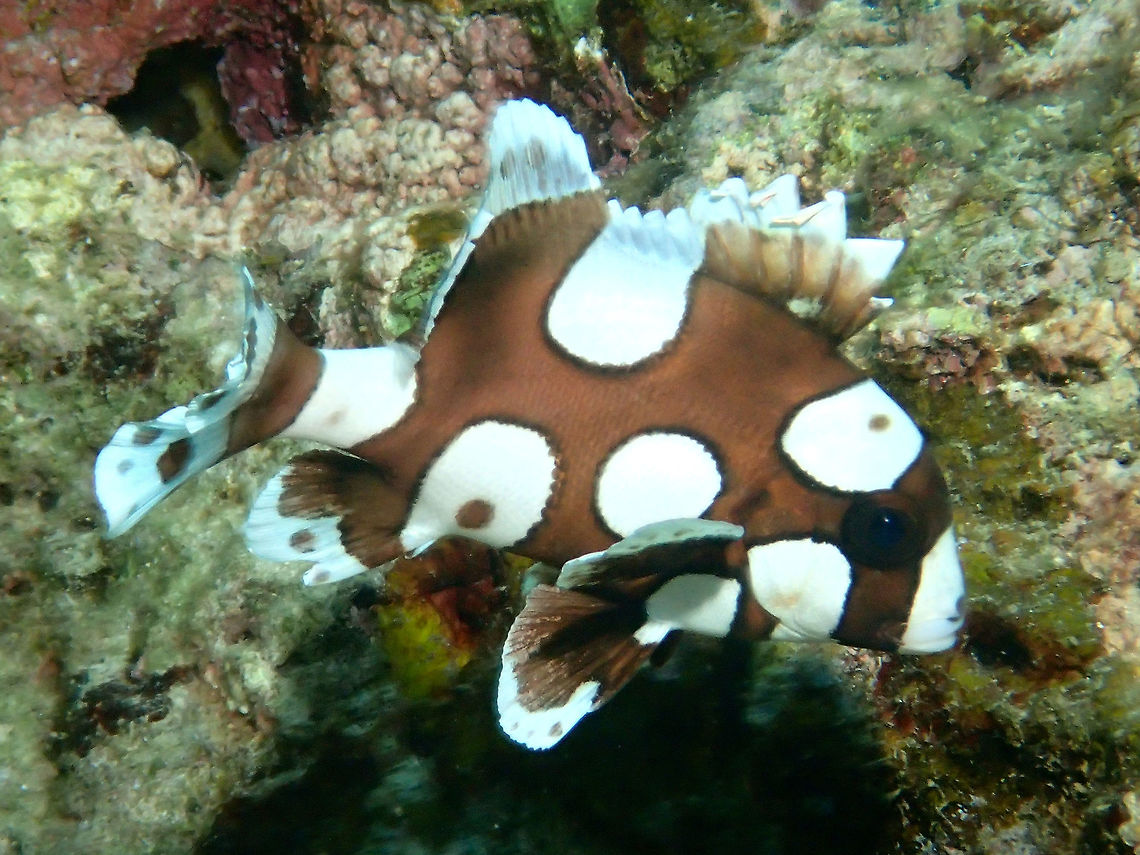 Juvenile Harlequin/Many-Spotted Sweetlips This is a juvenile Harlequin/Many-Spotted Sweetlips - Plectorhinchus chaetodonoides.<br />
Juveniles are brown with large white blotches and mimic the movement of a poisonous flatworm for defence against predators. They gain more spots and the spots reverse from white to black as they age.<br />
<br />
Adults of this species can be seen here :<br />
<br />
<figure class="photo"><a href="https://www.jungledragon.com/image/43062/many-spotted_sweetlips_-_plectorhinchus_chaetodonoides.html" title="Many-Spotted Sweetlips - Plectorhinchus chaetodonoides"><img src="https://s3.amazonaws.com/media.jungledragon.com/images/2994/43062_thumb.jpg?AWSAccessKeyId=05GMT0V3GWVNE7GGM1R2&Expires=1759968010&Signature=9KgheLtjI3h%2BigFTx7SxUBfQldk%3D" width="200" height="150" alt="Many-Spotted Sweetlips - Plectorhinchus chaetodonoides Whitish to yellowish or greenish undercolour; unmarked whitish belly; profuse dark brown spots on head, body and fins.<br />
<br />
This is the Juvenile phase of the same species :<br />
<br />
https://www.jungledragon.com/image/42836/juvenile_harlequin_sweetlips_-_plectorhinchus_chaetodonoides.html<br />
<br />
 Geotagged,Harlequin sweetlips,Many-Spotted Sweetlips,Mindoro,Philippines,Plectorhinchus chaetodonoides,Puerto Gallera,Spring,Sweetlips" /></a></figure><br />
 Anilao,Batangas,Geotagged,Harlequin sweetlips,Philippines,Plectorhinchus chaetodonoides,Summer