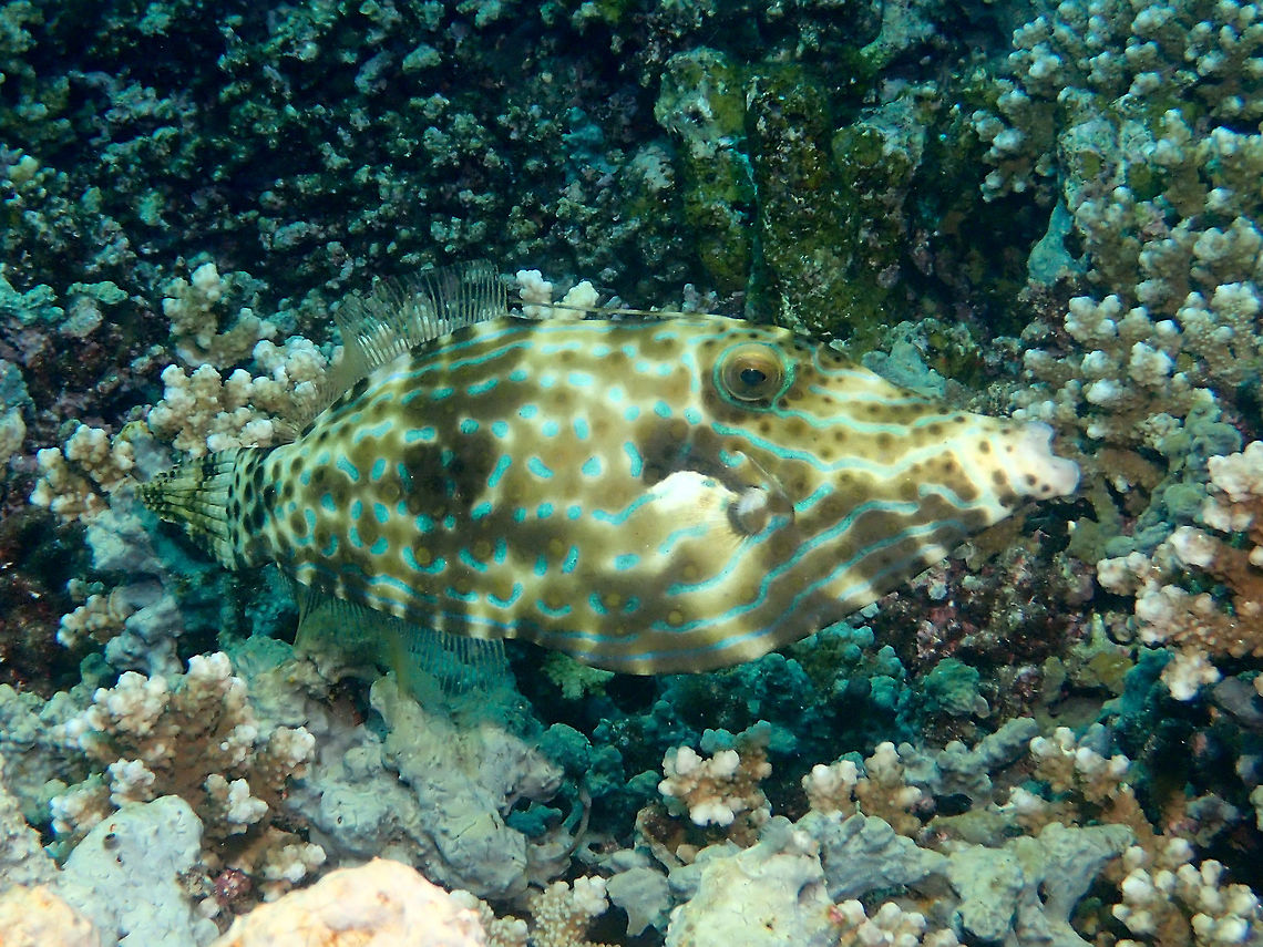 Scribbled Filefish - Aluterus scriptus This Scribbles Filefish - Aluterus scriptus has blue markings on its body.  When resting near the reef, they can be very well camouflaged to the surroundings. Aluterus scriptus,Anilao,Batangas,Geotagged,Philippines,Scrawled filefish,Summer