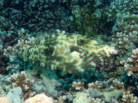 Scribbled Filefish - Aluterus scriptus This Scribbles Filefish - Aluterus scriptus has blue markings on its body.  When resting near the reef, they can be very well camouflaged to the surroundings. Aluterus scriptus,Anilao,Batangas,Geotagged,Philippines,Scrawled filefish,Summer