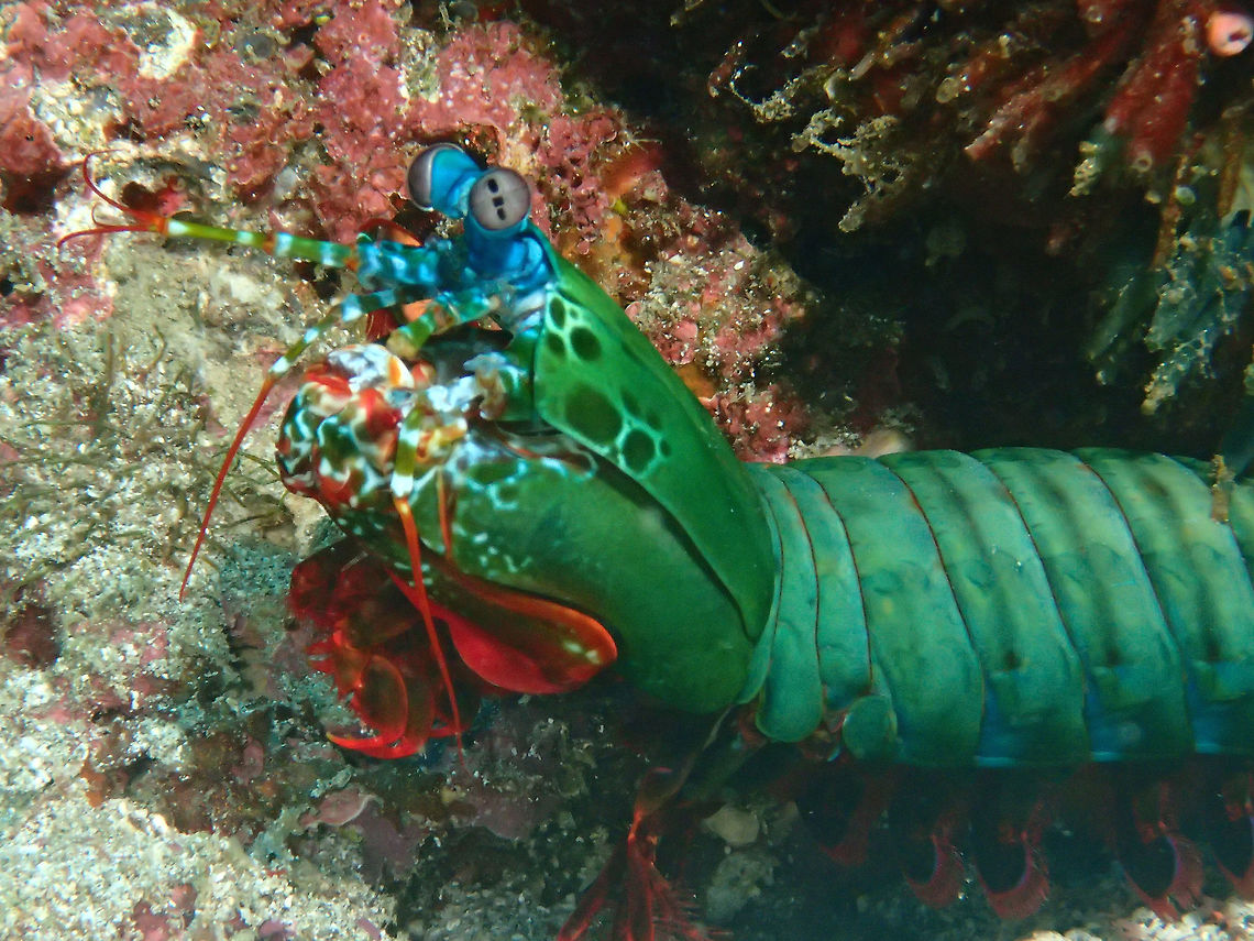 Peacock Mantis Shrimp This Peacock Mantis Shrimp - Odontodactylus scyllarus is not only colourful, but they have other interesting features like their eyes and the super strength punch.<br />
<br />
Check out this video for more interesting details about them :<br />
<br />
<section class="video"><iframe width="448" height="282" src="https://www.youtube-nocookie.com/embed/DtNAqK_V-lg?hd=1&autoplay=0&rel=0" frameborder="0" allowfullscreen></iframe></section><br />
 Anilao,Batangas,Geotagged,Odontodactylus scyllarus,Peacock mantis shrimp,Philippines,Summer