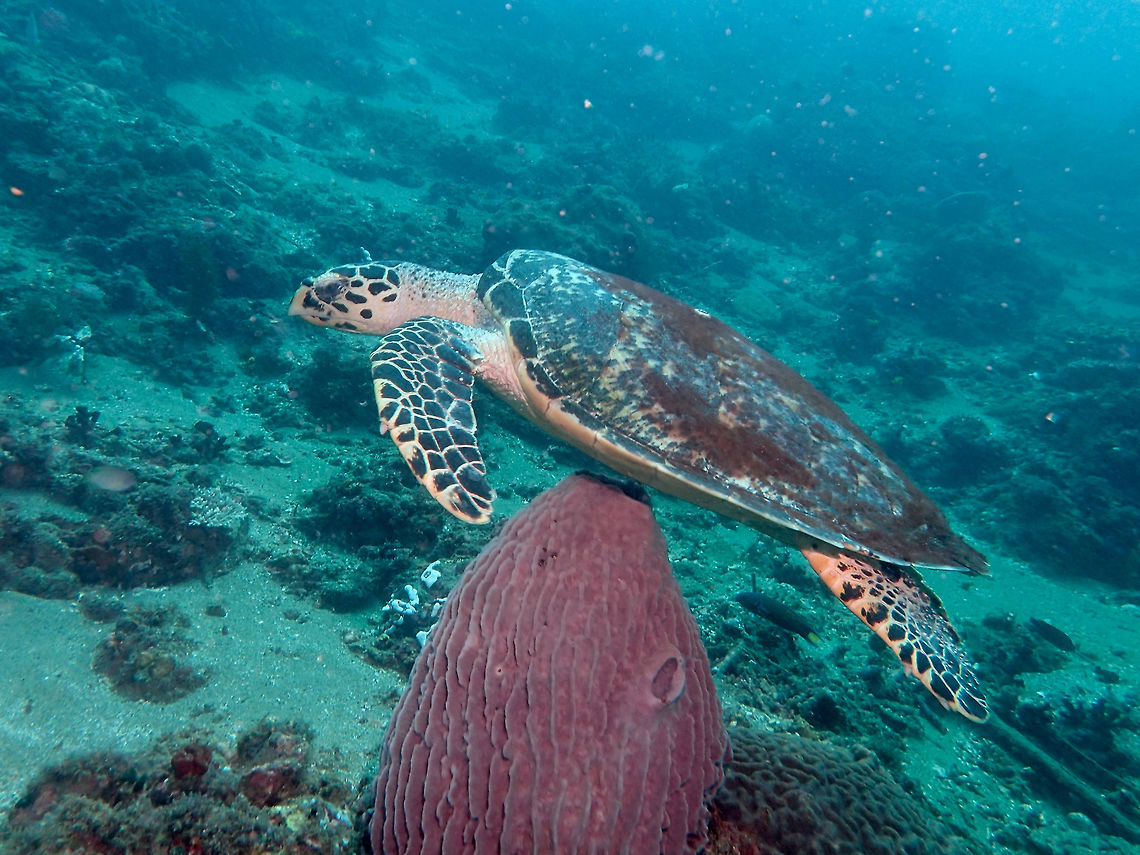 Hawksbill Turtle - Eretmochelys imbricata This female Hawksbill has a carapace of more than 1 meter length.<br />
Hawkbill turtles are critically endangered.  They can be regularly seen while diving around Anilao although not in big numbers.  Most divers are not aware that this Hawksbill turtles are endangered. Anilao,Batangas,Eretmochelys imbricata,Geotagged,Hawksbill sea turtle,Philippines,Summer