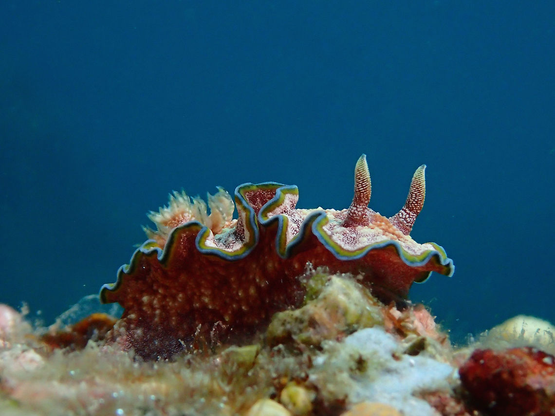 Nudibranch - Glossodoris cincta  Anilao,Batangas,Geotagged,Glossodoris cincta,Philippines,Summer