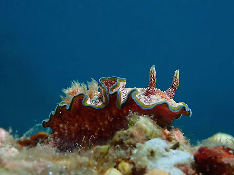 Nudibranch - Glossodoris cincta  Anilao,Batangas,Geotagged,Glossodoris cincta,Philippines,Summer