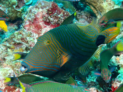 Orange-Lined Triggerfish - Balistapus undulatus There were 2 of this Orange-Lined Triggerfish - Balistapus undulatus together, guarding their nest of eggs.  However, the wrasses have discovered the eggs and were constantly feeding on the eggs despite the efforts of the Triggerfish to chase them away.  Sad situation, but that's part of nature's process. Anilao,Balistapus undulatus,Batangas,Geotagged,Orange-lined triggerfish,Philippines,Summer,Triggerfish