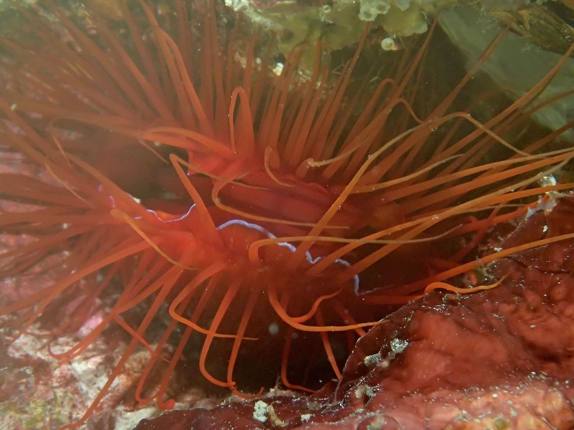 Laser! This Clam - Ctenoides ales is fondly known as Electric Clam, Laser Clam and even Disco Clam for the flashing lights.<br />
<br />
Check out this link for more detailed info on the light :<br />
<br />
<a href="https://surfaceoptics.com/hyperspectral-imaging-soc710-disco-clams/" rel="nofollow">https://surfaceoptics.com/hyperspectral-imaging-soc710-disco-clams/</a><br />
 Anilao,Batangas,Ctenoides ales,Disco Clam,Electric Clam,Geotagged,Laser Clam,Philippines,Summer