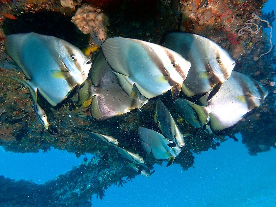 Obicular Batfish/Spadefish - Platax orbicularis The Obicular Batfish/Spadefish are usually silver; dark to faint eye bar and second bar from front of dorsal to ventral fin, usually a few small black spots on sides. Usually seen in pairs or group. Anilao,Batangas,Geotagged,Orbicular Batfish,Philippines,Platax orbicularis,Summer