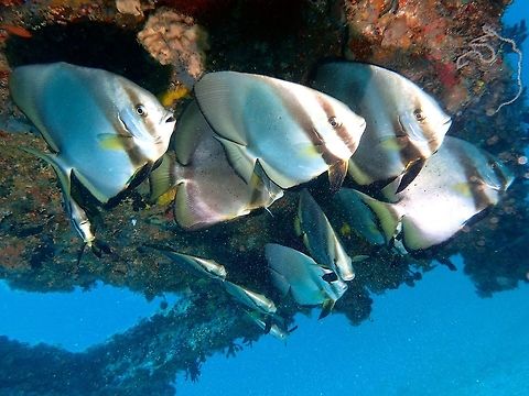 Obicular Batfish/Spadefish - Platax orbicularis The Obicular Batfish/Spadefish are usually silver; dark to faint eye bar and second bar from front of dorsal to ventral fin, usually a few small black spots on sides. Usually seen in pairs or group. Anilao,Batangas,Geotagged,Orbicular Batfish,Philippines,Platax orbicularis,Summer