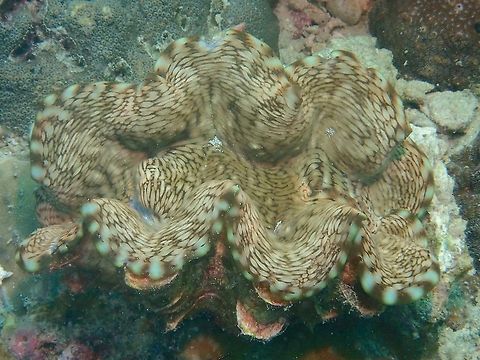 Fluted Giant Clams - Tridacna squamosa The size of this Fluted Giant Clam - Tridacna squamosa in the picture is just around 30 cm, they probably get much bigger in size. Anilao,Batangas,Fluted giant clam,Geotagged,Philippines,Summer,Tridacna squamosa