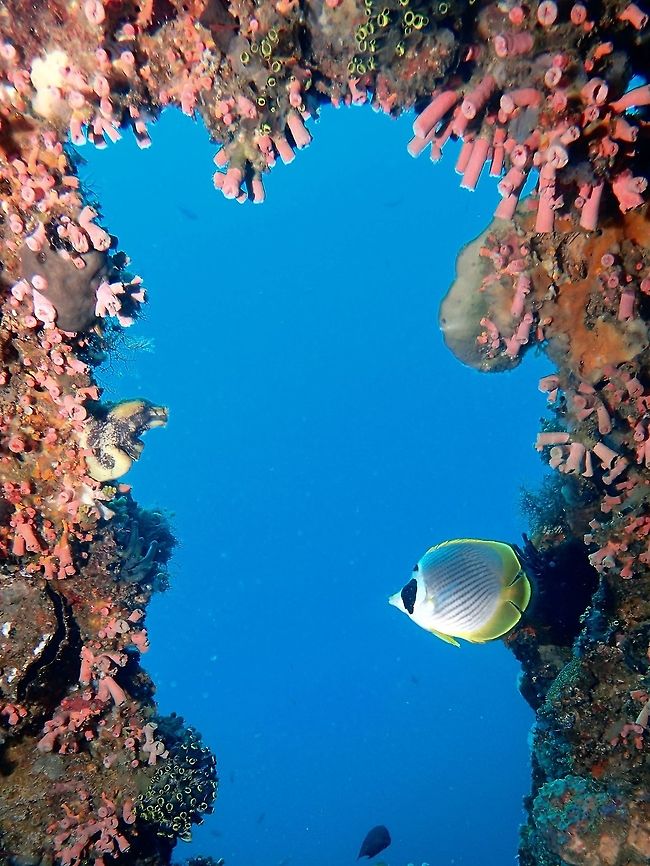 Panda Butterflyfish The Philippine Butterflyfish - Chaetodon adiergastos is also fondly known as Panda Butterflyfish for the black circle around its eyes. Anilao,Batangas,Chaetodon (Rabdophorus) adiergastos,Geotagged,Philippine butterflyfish,Philippines,Summer