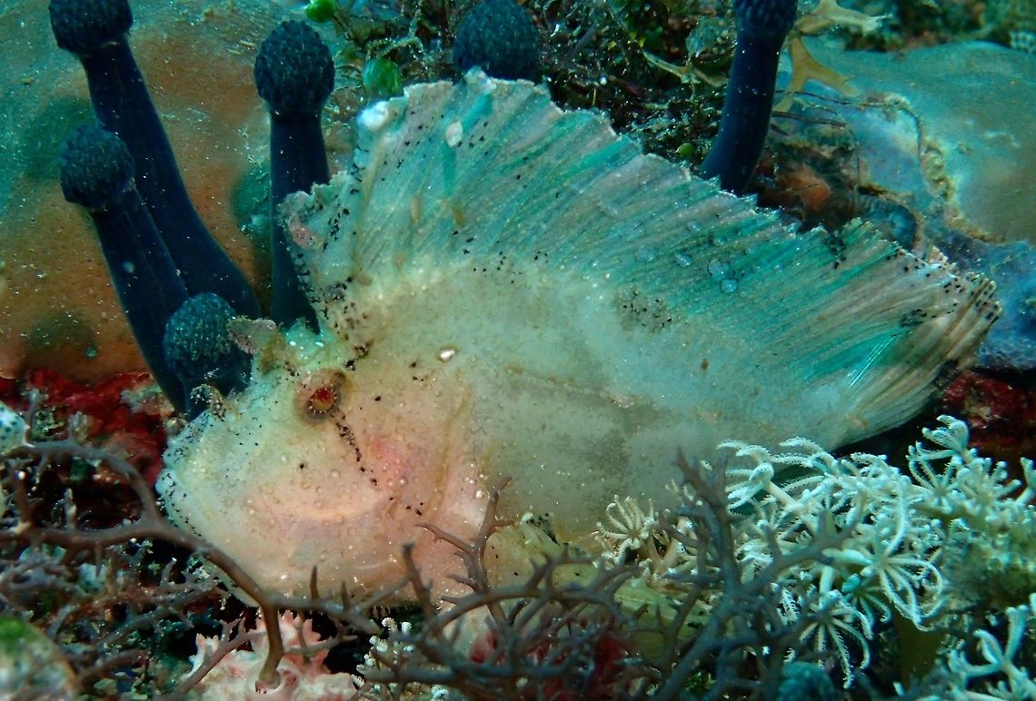 White Leaf The Leaf Scorpionfish - Taenianotus triacanthus has several colour variations - White, Black/Brown, Pink, Yellow and Green.  White and Black/Brown are the most common colour forms, with Pink, Yellow and Green rarely seen.<br />
They have a flattened body and seldom swims unless disturbed and they sway their body like a dead leaf, hence its name. Anilao,Batangas,Geotagged,Leaf scorpionfish,Philippines,Summer,Taenianotus triacanthus