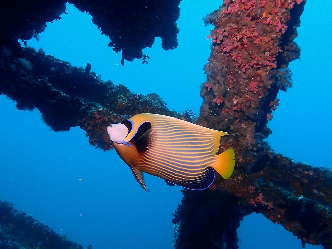 Framed Emperor The Emperor Angelfish - Pomacanthus imperator is a brightly coloured fish with nice patterns/markings. Anilao,Batangas,Emperor angelfish,Geotagged,Philippines,Pomacanthus imperator,Summer