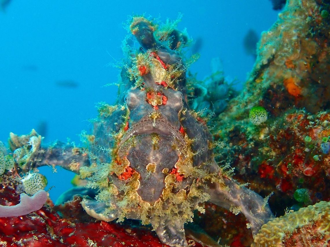 Golden and Red decked on Grey One of the more common Frogfish to be found in Philippines, the Giant Frogfish - Antennarius commerson can grow up to the size of 30 cm.  The one in this picture is still relatively small in size, around 15 cm.<br />
They can be highly variable in colours and some are simply plain in colour but others have appendages growing all over its body like in this picture.  Their colour variations includes - white, black, grey, brown, red, green with shades in between plus moulted look.<br />
<br />
Frogfishes are ambush predators and they seldom swim unless disturbed.  More often, they &#039;walk&#039; with their fins adapted for that.  If not disturbed, they are likely to be found in the same area for a long time but even then, to the untrained eyes, it can be difficult to find them as they can be very well camouflaged as they hardly moves. Anilao,Antennarius commerson,Batangas,Commersons frogfish,Geotagged,Philippines,Summer