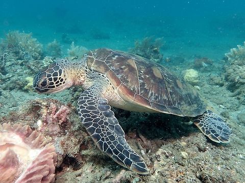 Green Turtle - Chelonia mydas  Anilao,Batangas,Chelonia mydas,Geotagged,Green sea turtle,Philippines,Summer