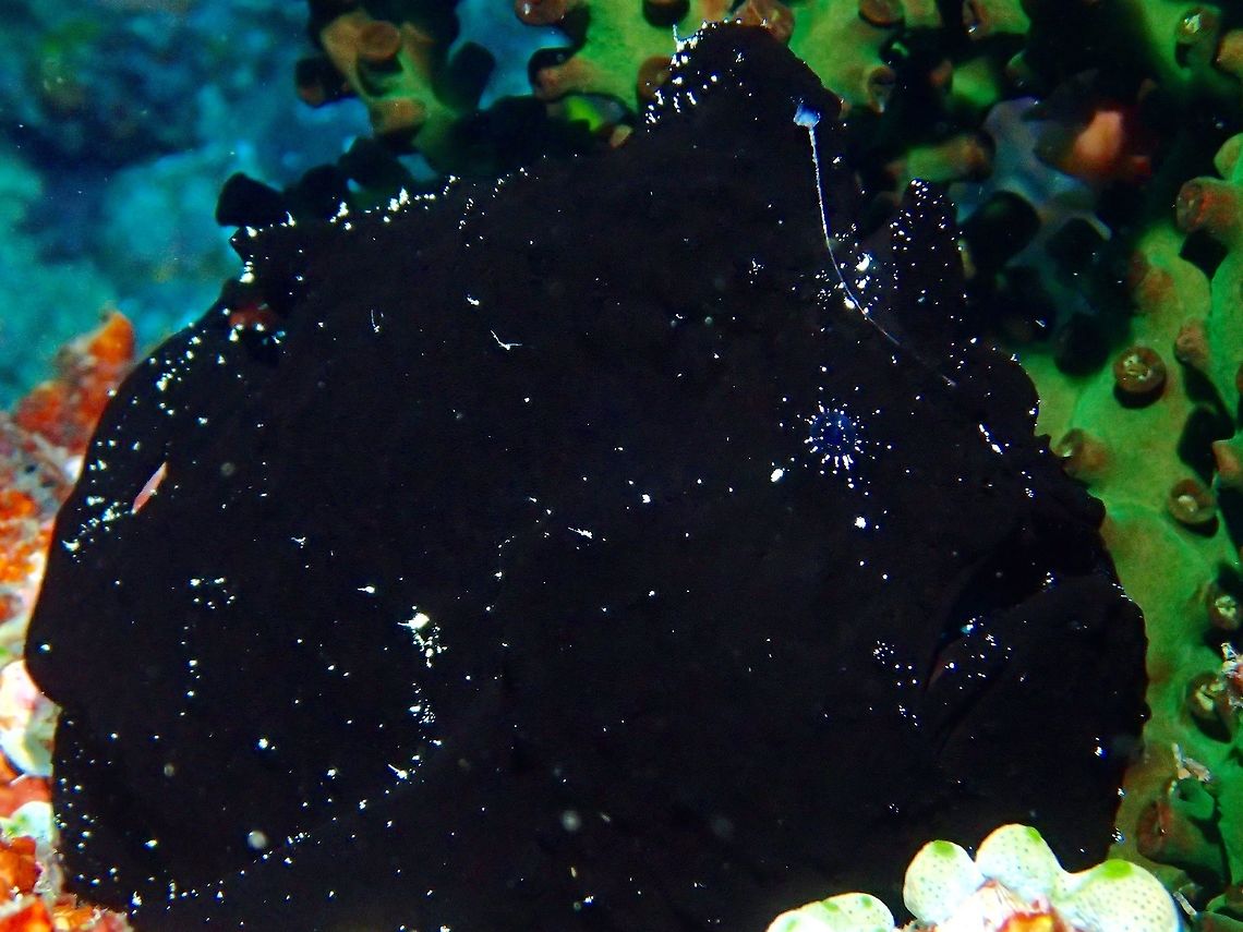 Can you see me? This is the black variation of Giant Frogfish - Antennarius commerson.<br />
To the untrained eyes, they just look like a blob of black sponge.<br />
In this picture, look for the small blue eyes.<br />
It can also be seen in the picture the lure/esc with a bushy tip which the Frogfish use to flick to attract smaller reef fish to them. Anilao,Antennarius commerson,Batangas,Commersons frogfish,Geotagged,Philippines,Summer