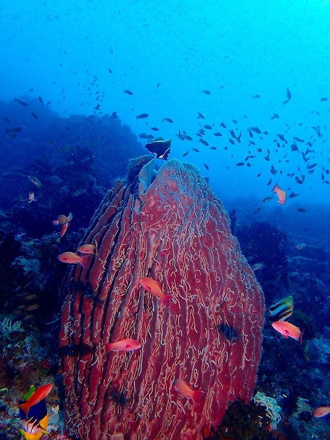 Giant Sponge Barrel This Giant Sponge Barrel corals - Xestospongia muta can grow up to 2 meters height and they have been known to be hundreds to thousands of years old!<br />
<br />
In this picture, there are hundreds if not thousands of worms (the white stringy stuff) living on it.<br />
Usually, they also play host to small crabs living within its fold for protection. Anilao,Batangas,Geotagged,Giant barrel sponge,Philippines,Summer,Xestospongia muta,Xestospongia testudinaria