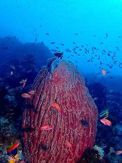 Giant Sponge Barrel This Giant Sponge Barrel corals - Xestospongia muta can grow up to 2 meters height and they have been known to be hundreds to thousands of years old!

In this picture, there are hundreds if not thousands of worms (the white stringy stuff) living on it.
Usually, they also play host to small crabs living within its fold for protection. Anilao,Batangas,Geotagged,Giant barrel sponge,Philippines,Summer,Xestospongia muta,Xestospongia testudinaria