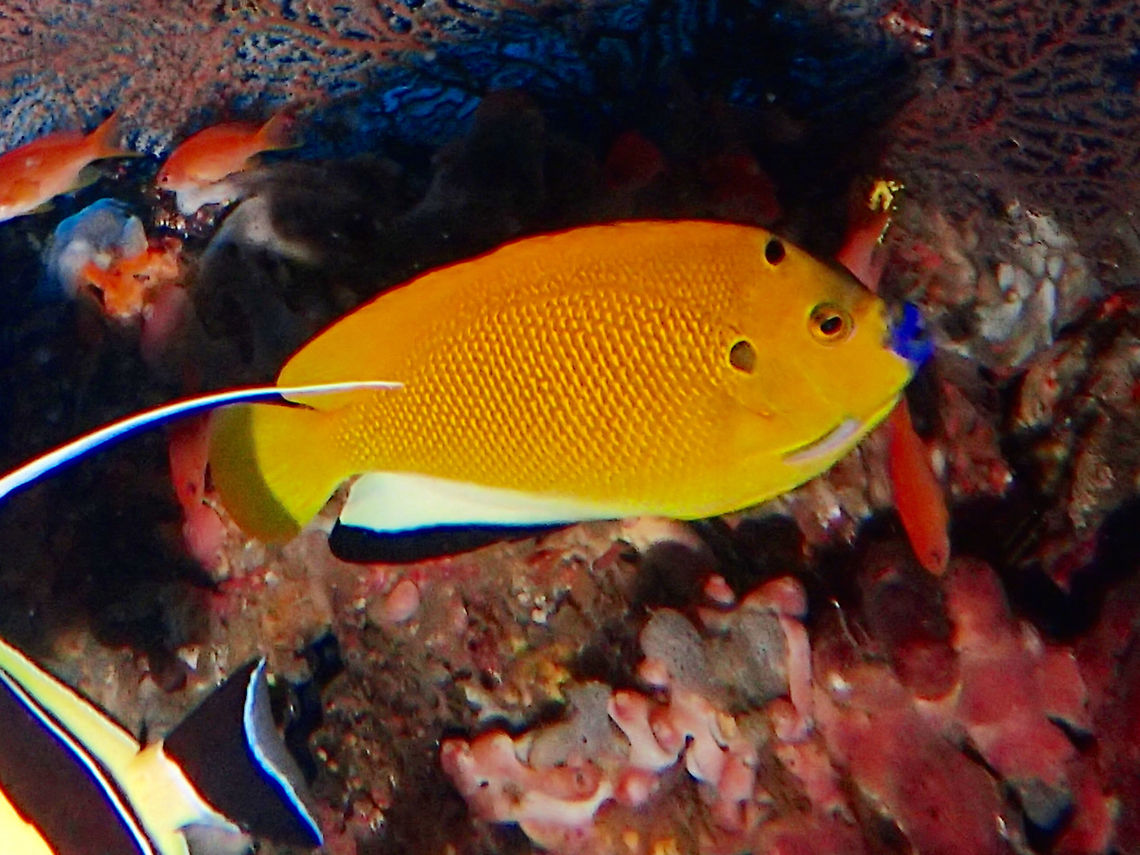 Blue Lips Three-spot Angelfish - Apolemichthys trimaculatus is bright yellow in colour with blue lips; black spot on nape, gray spot just behind the head, broad black margin on anal fin. Anilao,Apolemichthys trimaculatus,Batangas,Geotagged,Philippines,Summer,Threespot angelfish
