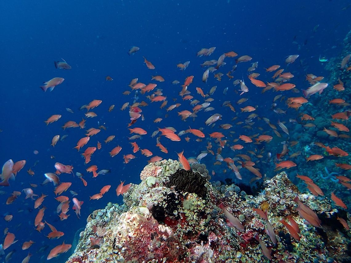 Playing with currents This Dottyback Anthias - Pseudanthias venator are more likely to be found in reef sections with tendency of currents.  They love playing in the current and feeding in the water column when the currents comes in. Anilao,Batangas,Dottyback Anthias,Geotagged,Philippines,Pseudanthias venator,Summer