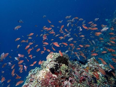 Playing with currents This Dottyback Anthias - Pseudanthias venator are more likely to be found in reef sections with tendency of currents.  They love playing in the current and feeding in the water column when the currents comes in. Anilao,Batangas,Dottyback Anthias,Geotagged,Philippines,Pseudanthias venator,Summer