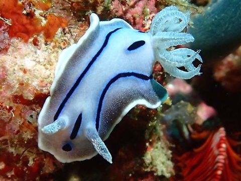 Willan's Chromodoris Nudibranch This Chromodoris willani Nudibranch is mostly blueish/grey in colour with black stripes/spots on its back and white on the border of its body. Anilao,Batangas,Chromodoris willani,Geotagged,Philippines,Summer