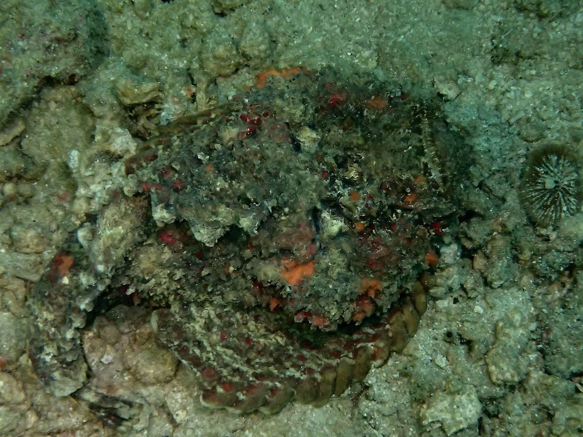 Reef Stonefish - can you see it? This Reef Stonefish - Synanceia verrucosa are very well camouflaged and sometimes even digging themselves into the sandy bottom with just the face expose.  Their colourations are very varied with shades in between, making them look very similar to the sandy/rubble/rocky bottom of the sea.<br />
<br />
They are ambush predators, carnivorous in nature with venomous spines Anilao,Batangas,Geotagged,Philippines,Reef Stonefish,Stonefish,Summer,Synanceia verrucosa