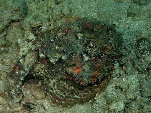 Reef Stonefish - can you see it? This Reef Stonefish - Synanceia verrucosa are very well camouflaged and sometimes even digging themselves into the sandy bottom with just the face expose.  Their colourations are very varied with shades in between, making them look very similar to the sandy/rubble/rocky bottom of the sea.

They are ambush predators, carnivorous in nature with venomous spines Anilao,Batangas,Geotagged,Philippines,Reef Stonefish,Stonefish,Summer,Synanceia verrucosa