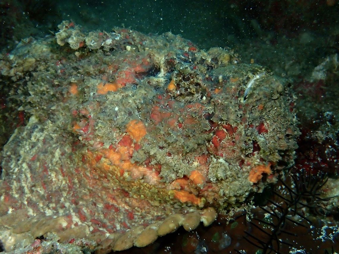 Reef Stonefish This is a close-up of the same Reef Stonefish - Synanceia verrucosa and even then, it is still difficult to make out where is the eyes and mouth.<br />
<br />
Picture of the same fish in full can be seen here :<br />
<br />
<figure class="photo"><a href="https://www.jungledragon.com/image/45352/reef_stonefish_-_can_you_see_it.html" title="Reef Stonefish - can you see it?"><img src="https://s3.amazonaws.com/media.jungledragon.com/images/2994/45352_thumb.jpg?AWSAccessKeyId=05GMT0V3GWVNE7GGM1R2&Expires=1769040010&Signature=VJlq%2FpXyRA2LhEJrKTOMYCN7kgI%3D" width="200" height="150" alt="Reef Stonefish - can you see it? This Reef Stonefish - Synanceia verrucosa are very well camouflaged and sometimes even digging themselves into the sandy bottom with just the face expose.  Their colourations are very varied with shades in between, making them look very similar to the sandy/rubble/rocky bottom of the sea.<br />
<br />
They are ambush predators, carnivorous in nature with venomous spines Anilao,Batangas,Geotagged,Philippines,Reef Stonefish,Stonefish,Summer,Synanceia verrucosa" /></a></figure> Anilao,Batangas,Geotagged,Philippines,Summer,Synanceia verrucosa