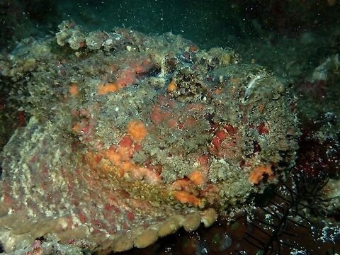 Reef Stonefish This is a close-up of the same Reef Stonefish - Synanceia verrucosa and even then, it is still difficult to make out where is the eyes and mouth.

Picture of the same fish in full can be seen here :

https://www.jungledragon.com/image/45352/reef_stonefish.html Anilao,Batangas,Geotagged,Philippines,Summer,Synanceia verrucosa