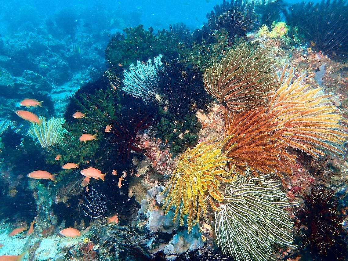 Colours of the Sea This picture is to illustrate the wonderful colours of the coral reefs.<br />
The Crinoids can be varied in colours, but not sure if they are all of the same species or different species.<br />
They can be found in white, black, brown, orange, yellow, green, blue, red and in combination of colours.<br />
They also host some Crustaceans - Shrimps &amp; Crabs which also takes in the colour of their Crinoid host. Anilao,Batangas,Crinoids,Geotagged,Philippines,Summer