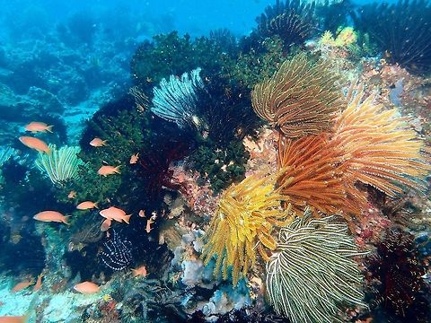 Colours of the Sea This picture is to illustrate the wonderful colours of the coral reefs.
The Crinoids can be varied in colours, but not sure if they are all of the same species or different species.
They can be found in white, black, brown, orange, yellow, green, blue, red and in combination of colours.
They also host some Crustaceans - Shrimps & Crabs which also takes in the colour of their Crinoid host. Anilao,Batangas,Crinoids,Geotagged,Philippines,Summer