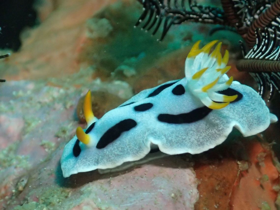 Nudibranch - Chromodoris alcalai This Nudibranch was previously thought to be Chromodoris dianae, but was described as a new species in the year 2020.<br />
<br />
Chromodoris dianae has some orangish/brownish markings on the side of it&#039;s body whereas Chromodoris alcalai does not. Anilao,Batangas,Chromodoris alcalai,Geotagged,Philippines,Summer