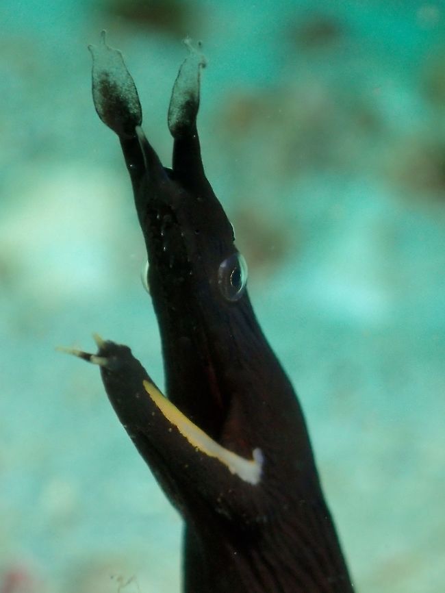 Black Ribbons This is the black variation of Ribbon Eels - Rhinomuraena quaesita.<br />
The black form/variation is during their juvenile phase.<br />
<br />
Picture of the adult female phase in yellow can be seen here :<br />
<br />
<figure class="photo"><a href="https://www.jungledragon.com/image/45042/ribbon_eel_-_female_yellow_form.html" title="Ribbon Eel - Female Yellow form"><img src="https://s3.amazonaws.com/media.jungledragon.com/images/2994/45042_thumb.jpg?AWSAccessKeyId=05GMT0V3GWVNE7GGM1R2&Expires=1759968010&Signature=h1xI1QIpc2vnC0WOxl7A2ekK0Xk%3D" width="200" height="150" alt="Ribbon Eel - Female Yellow form This is the female/yellow form of Ribbon Eel - Rhinomuraena quaesita.  They are seldom seen unlike the Black form or Juveniles and Blue form of Males.<br />
<br />
Interesting facts about Ribbon Eels :<br />
<br />
All ribbon eels start off as male and are black with a yellow dorsal fin. As they mature, the male eels turn mostly bright blue with yellow accents around the mouth and on the dorsal fin. The changes don&rsquo;t stop there. After the male&rsquo;s body reaches a certain length, it begins to turn yellow and will develop female parts until it is able to lay eggs. You read that right: they&rsquo;re (sequential) hermaphrodites. Geotagged,Philippines,Rhinomuraena quaesita,Ribbon eel,Summer" /></a></figure><br />
 Anilao,Batangas,Geotagged,Philippines,Rhinomuraena quaesita,Ribbon eel,Summer