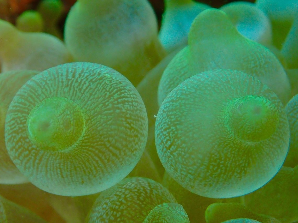The Nipples This is close-up of the Bubble-Tip Anemone - Entacmaea quadricolor.<br />
Sometimes, they are cheekily called the Nipples :D Anilao,Batangas,Bubble-tip anemone,Entacmaea quadricolor,Geotagged,Philippines,Summer