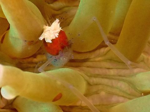 Mushroom Coral Commensal Shrimp - Periclimenes kororensis This Mushroom Coral Commensal Shrimp - Periclimenes kororensis are usually found in pairs in their host Mushroom Coral.  They have translucent body with white and orange head.
This picture is showing a female carrying eggs. Anilao,Batangas,Commensal Shrimp,Cuapetes kororensis,Geotagged,Mushroom Coral Commensal Shrimp,Mushroom coral shrimp,Periclimenes kororensis,Philippines,Summer