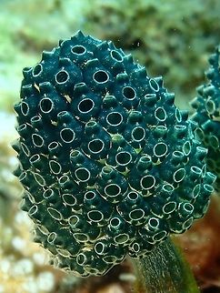 Lollipop This is a colony of Lollipop Tunicates - Nephtheis fascicularis.
Each Lollipop is a colony of tunicates. Anilao,Batangas,Geotagged,Lollipop Tunicate,Nephtheis fascicularis,Philippines,Summer
