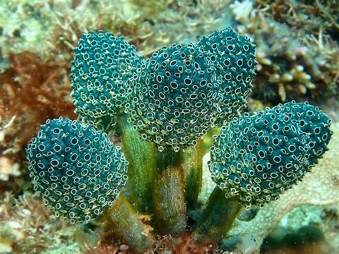 Lollipop Tunicate