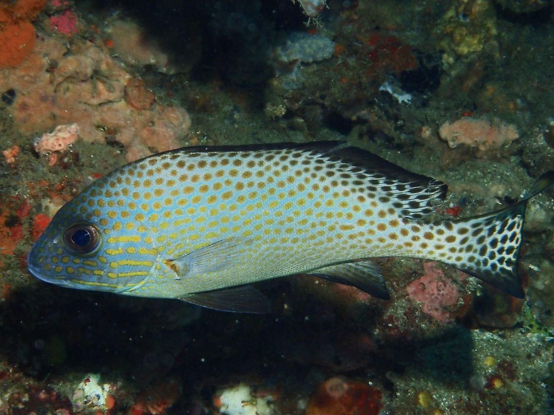 Gold-spotted Sweetlips This is a Gold-spotted Sweetlips - Plectorhinchus flavomaculatus, silverish body with spots of yellow/gold. Anilao,Batangas,Geotagged,Gold-Spotted Sweetlips,Gold-spotted Sweetlips,Philippines,Plectorhinchus flavomaculatus,Summer
