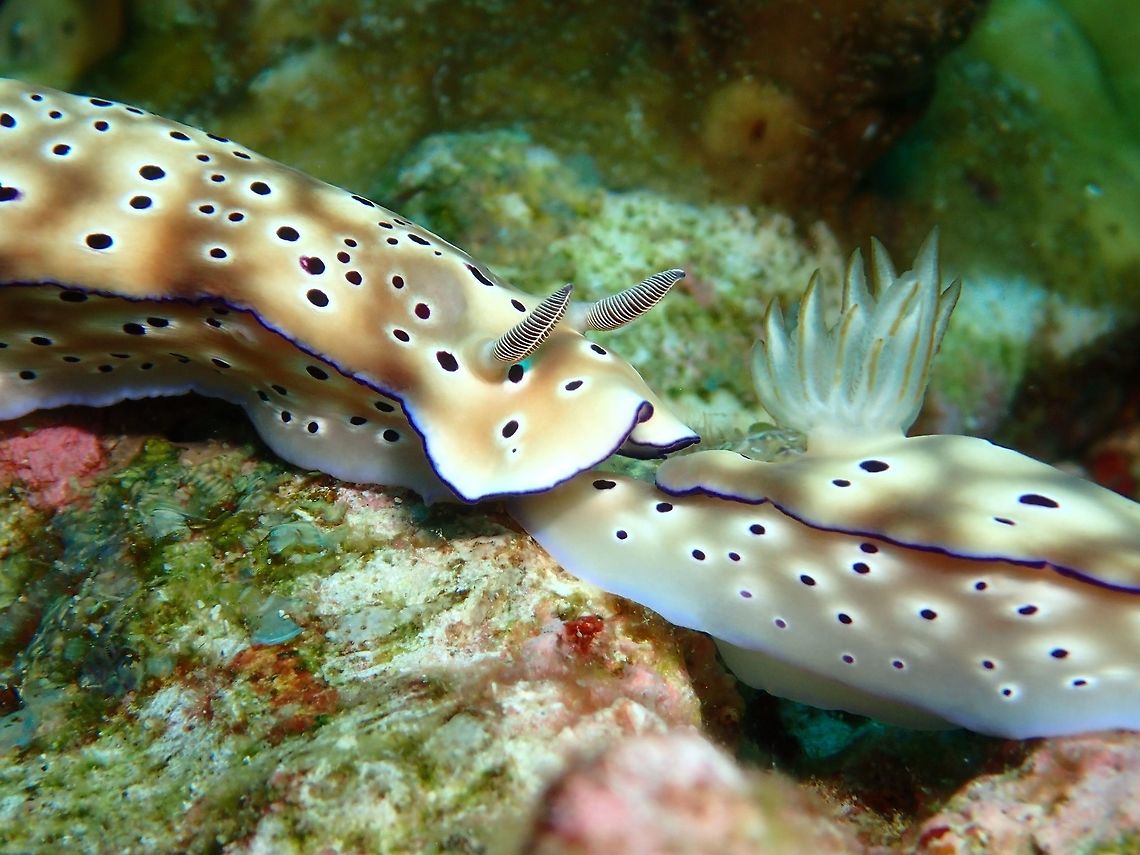 Kiss my Butts This Hypselodoris tryoni Nudibranch has a strange behaviour of one following another with the one behind constantly 'touching' the back of the one in front. Anilao,Batangas,Geotagged,Hypselodoris tryoni,Philippines,Summer