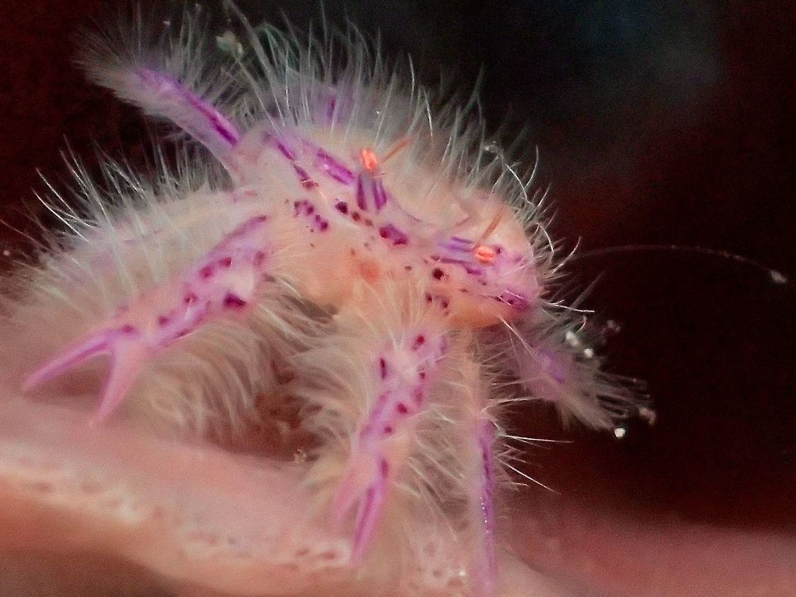 Hairy Pink Squat Lobster This Hairy Pink Squat Lobster grows up to 1.5 cm in carapace size and are only found on Giant Sponge Barrel Coral -  Xestospongia testudinaria.  They are hairy all over and their colour is pinkish/purplish. Anilao,Batangas,Geotagged,Hairy squat lobster,Lauriea siagiani,Philippines,Summer