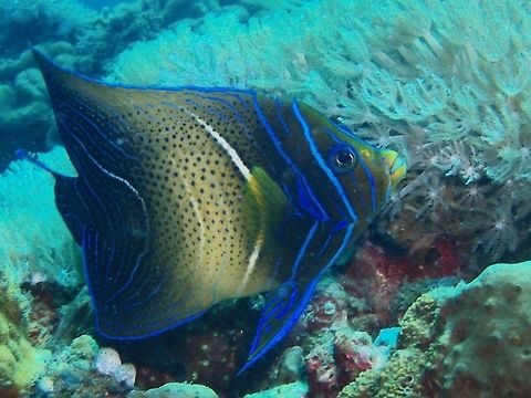 Semicircle angelfish