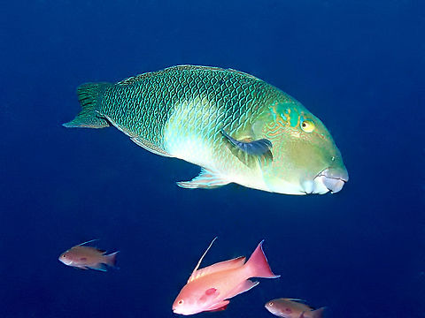 Thick Lipped This is an adult Thicklip Wrasse - Hemigymnus melapterus.
Sometimes, they are confused with Parrotfishes as they are also very colourful but the look of their mouth tells them apart as Parrotfishes has 'beaked' mouth. Anilao,Batangas,Blackeye thicklip wrasse,Geotagged,Hemigymnus melapterus,Philippines,Summer