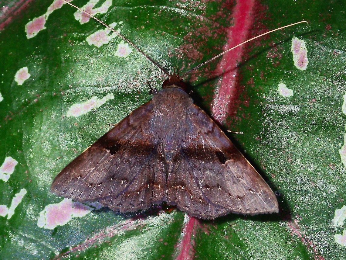 Erebid Moth This is a male Erebid Moth.<br />
Not 100% sure, but possibly Mecodina bisignata or something near to it. Erebid Moth,Geotagged,Mecodina bisignata,Moth,Philippines,Subic Bay,Summer