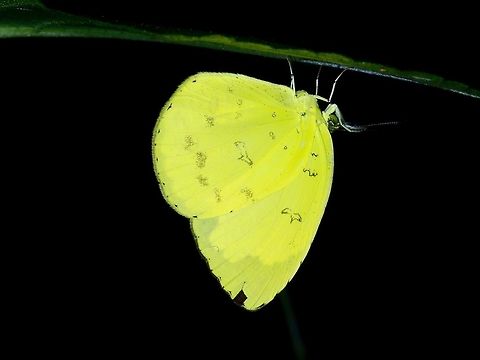 Yellow  Butterfly,Common Grass Yellow,Eurema hecabe,Geotagged,Philippines,Subic Bay,Summer