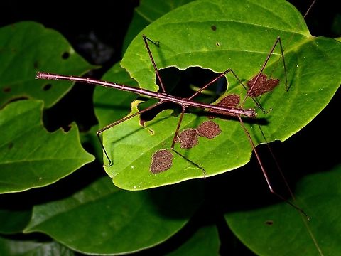 Stick Insect, Phasmid - Rhamphosipyloidea gorkomi This is a Male Phasmid of the species Rhamphosipyloidea gorkomi.
Although the holotype of this species was found in Mindoro Island, this Spotting is from Subic Bay, Luzon.
In term of appearance, both Mindoro and Luzon appears to be the same.

Picture of the female of this species can be seen here :

https://www.jungledragon.com/image/45390/green_female.html
 Geotagged,Gorkom's Stick Insect,Phasmid,Philippines,Rhamphosipyloidea gorkomi,Stick Insect,Subic Bay,Summer