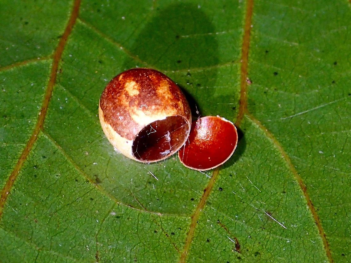 Eggshell Have no idea what egg this one could be and it has hatched.<br />
The size of the egg is around 3mm. Egg,Eggshell,Geotagged,Philippines,Subic Bay,Summer