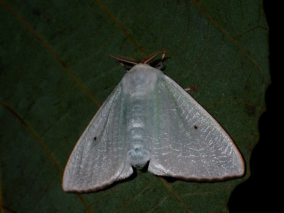 Tussock Moth -  Arctornis sp This Tussock Moth is from the genus Arctornis. Arctornis,Geotagged,Moth,Philippines,Subic Bay,SummerArctornis sp,Tussock Moth